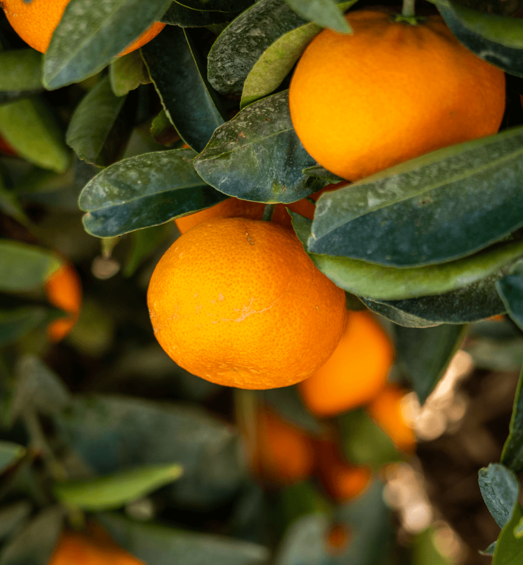 Captured citrus iron deficiency